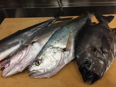 image1_2.jpeg